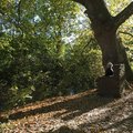 Person sitzt auf Steinthron unter großem Baum © Museumsinsel Hombroich